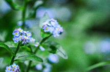 tiny blue flowers 