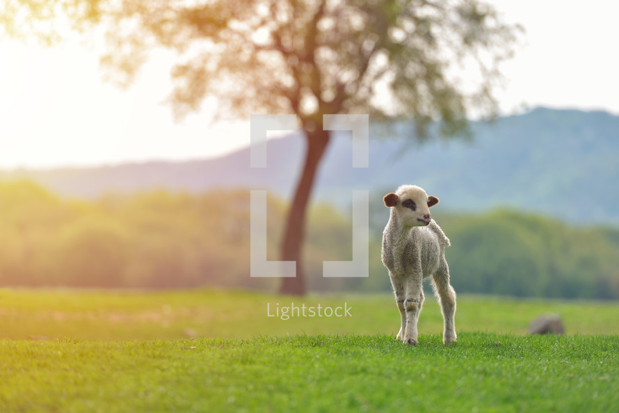 lamb alone in a field 