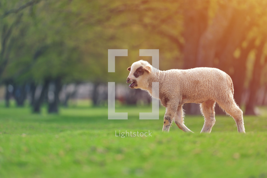 lamb lost in a field 