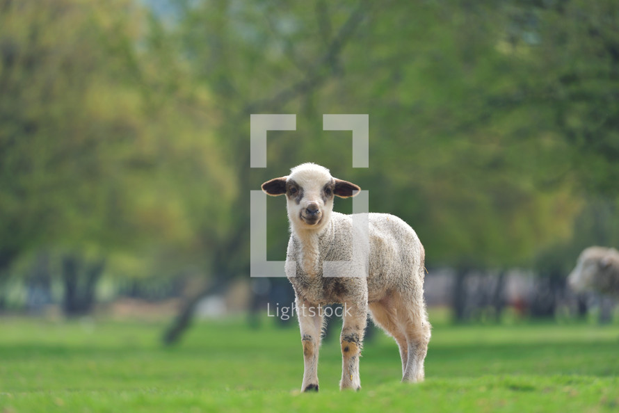 lamb alone in a field 