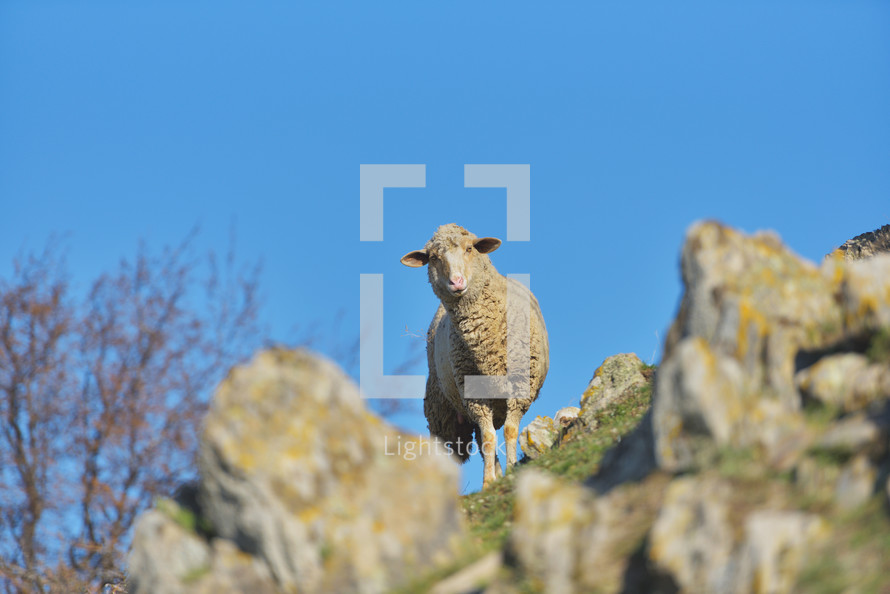 lost sheep on a hill 