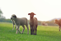 lambs in a pasture 