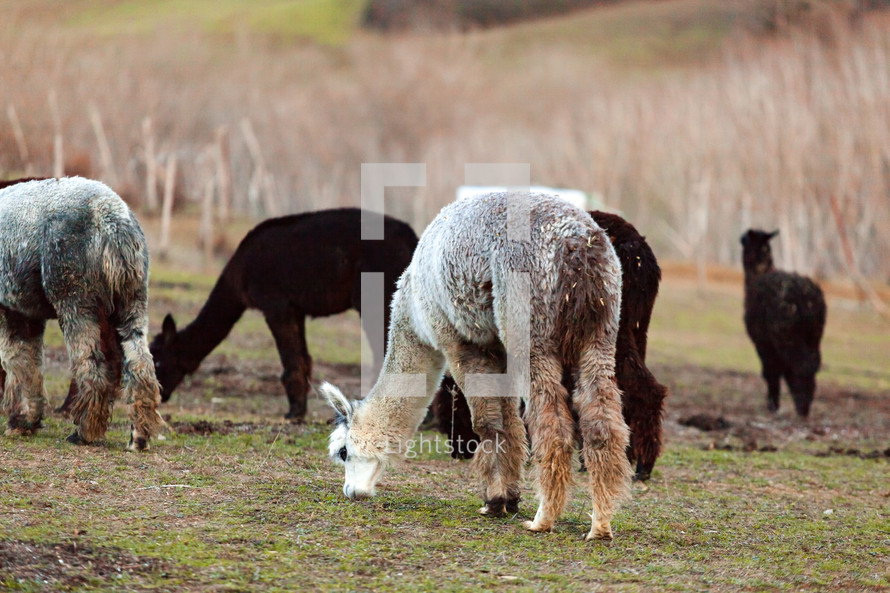 Breeding of alpacas in Tuscany for the production of wool.