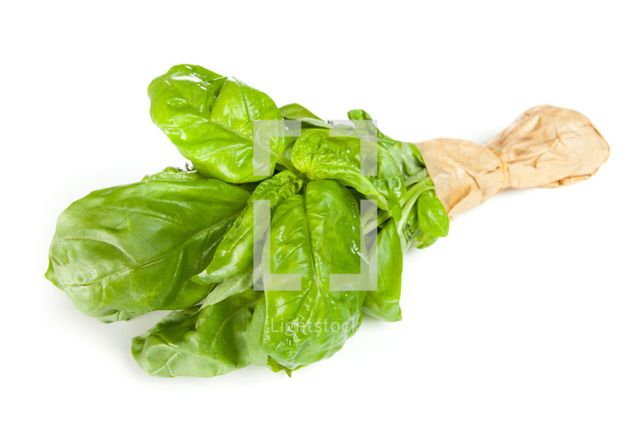 Basil bunch with paper isolated on white background.