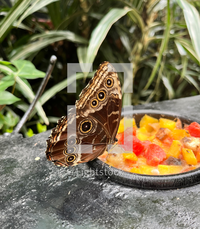 Beautiful brown tropical butterfly, Morpho Menelaus Didius,  eating fruits in Botanic Garden in Costa Rica.