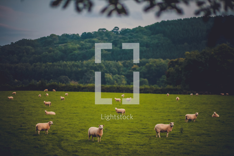 Herd of sheep grazing in a field with tree-covered mountains in the background.