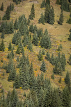 Evergreen trees on a mountainside.