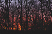 sunset through bare winter trees 