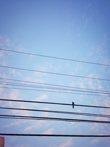 A bird resting on a power line. 