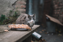 Cat and bread