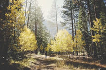 an walking through a fall forest 