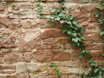 ivy on a stone wall 