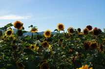 a field of sunflowers 