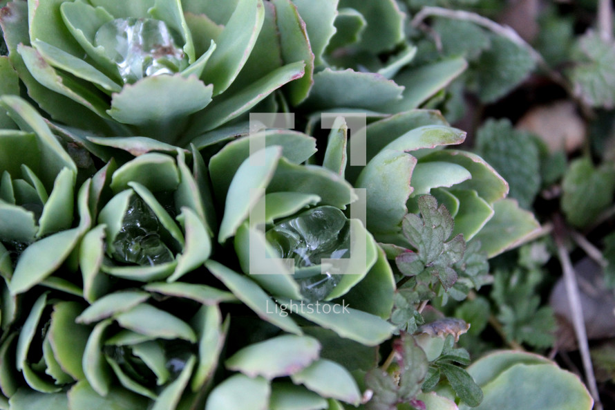 Water droplets on succulent plants 