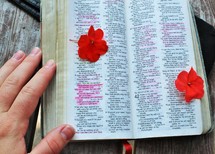 red flower on the pages of a Bible 