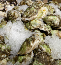 oysters on ice 