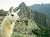 lama in front of an ancient village 