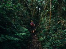 A hiker walks along a path through a jungle.