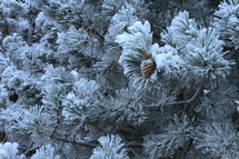 Pinecone on snow-covered pine tree.