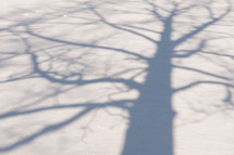 shadow of a winter tree 