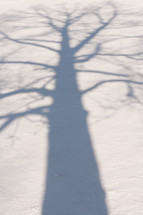 shadow of a winter tree 