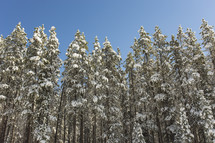 Snow covered evergreen trees.