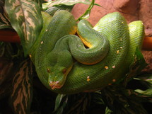 Coiled green snake.