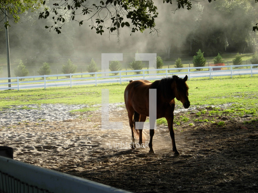 A Horse in a pasture surrounded by a green meadow and white picket fence in central Florida.