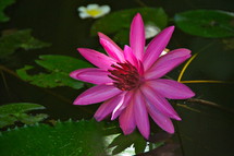 lotus flower and lily pads 