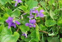 purple violets