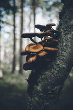 mushrooms growing on a tree trunk 