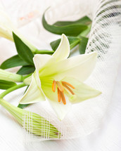 Beautiful white Easter lily flower bouquet, religious symbol of the first holy communion