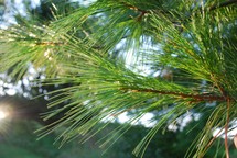 pine needles on a white pine tree 