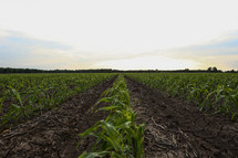 rows of corn growing in a field