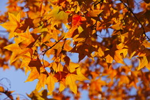 fall leaves on sweet gum tree. Autumn, fall, season, harvest, orange, red.
