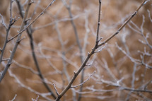 Frozen tree branch in winter