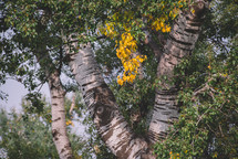 Yellow trees on the tree branch