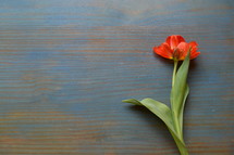 single red tulip on a cyan wooden table