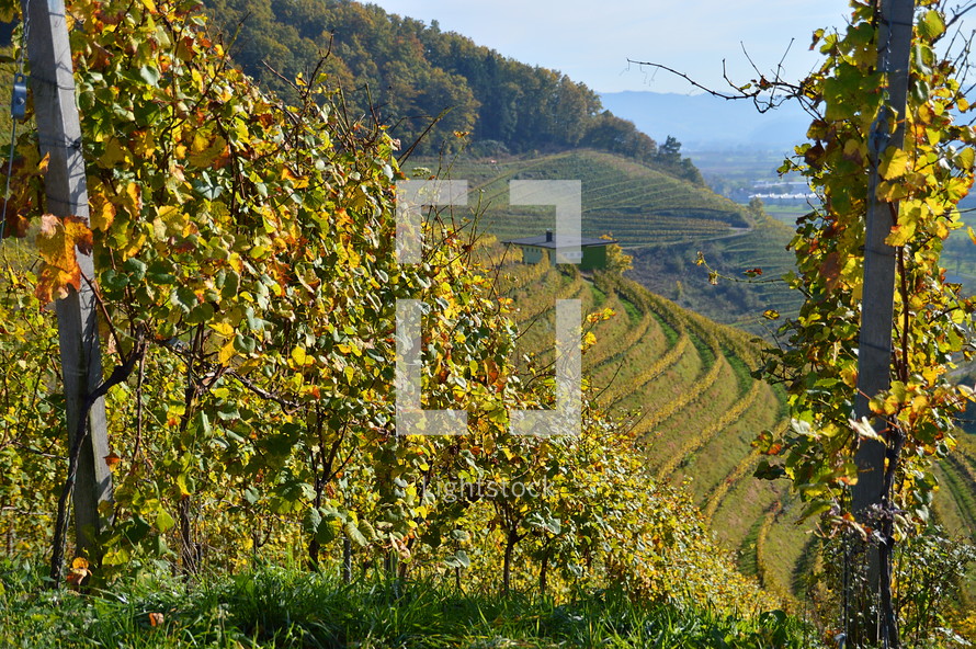vineyard in the bright colors of autumn. 