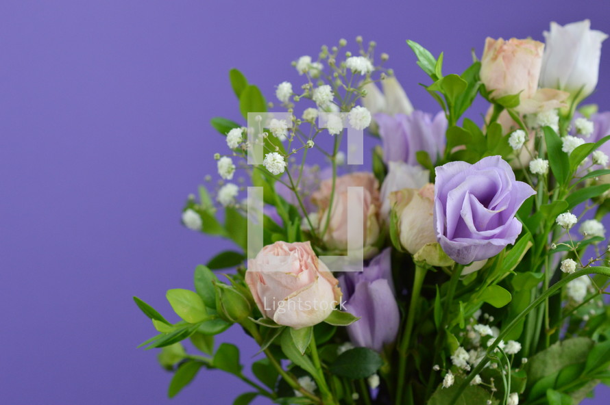 purple rose bouquet on a purple background 
