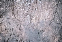 Sunlight on the snowy tree branch
