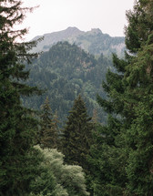 Spruce trees in the forest