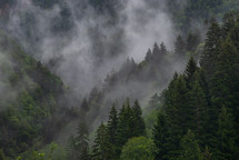 Fog in the spruce forest