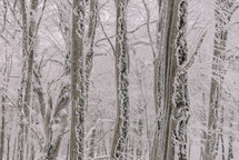 Snowy day in the winter forest