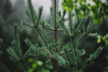 Pine tree branch with raindrops