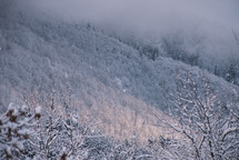 Snowy and foggy mountain forest