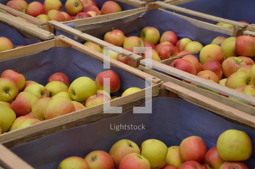 rich harvest of apples