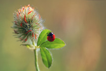 Closeup Ladybug on summer flower 