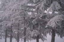 Frozen spruce tree branches