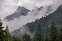 Foggy peak and spruce forest